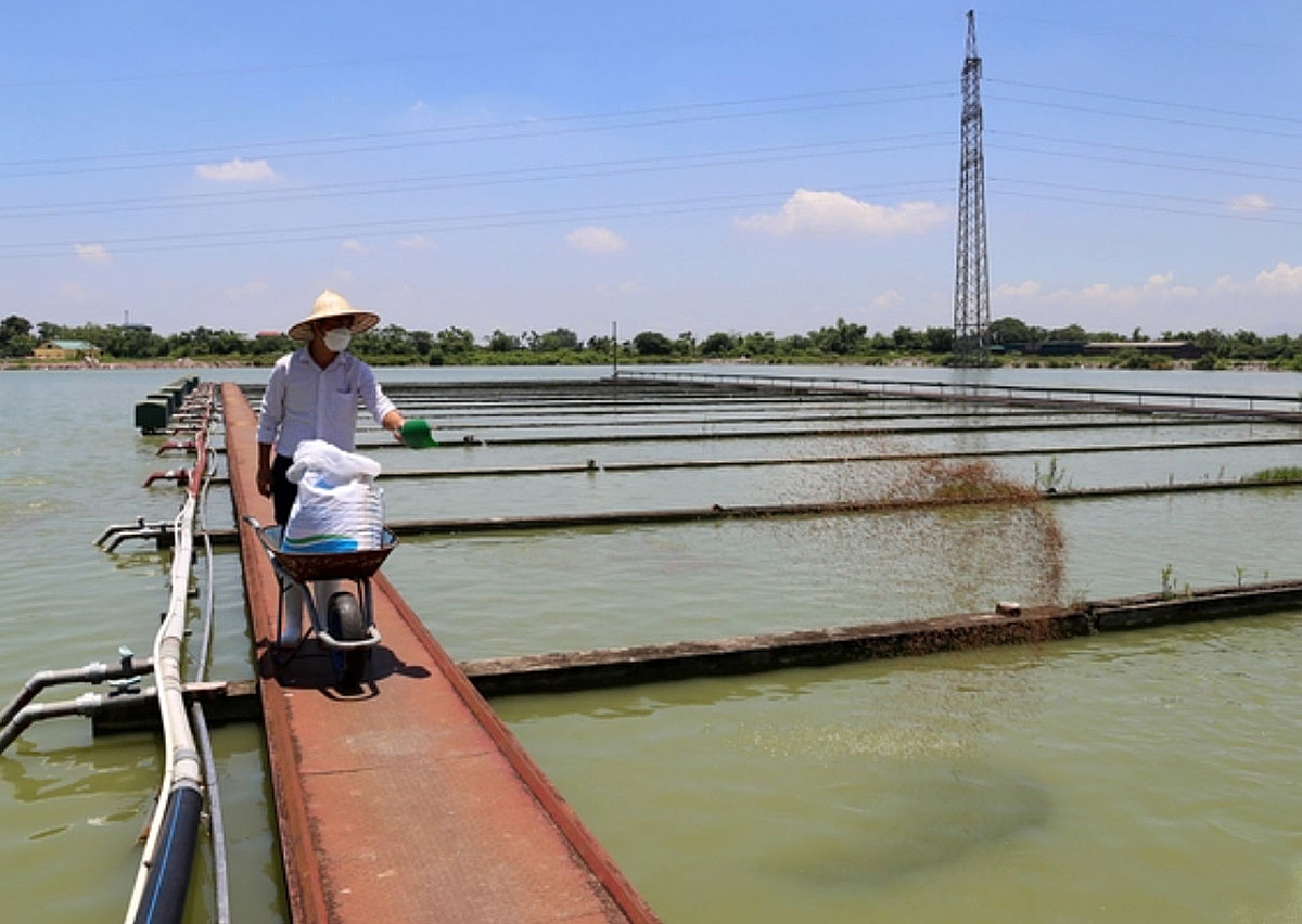 Nuôi cá theo công nghệ ‘sông trong ao’ tạo doanh thu, việc làm cho lao động thành viên HTX Đại Áng.