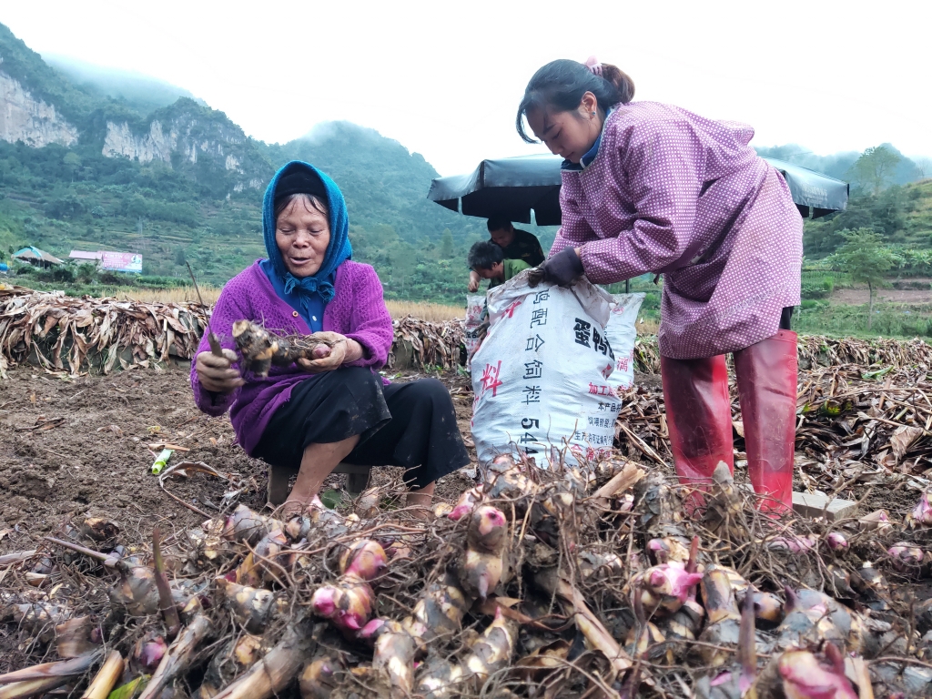 Người dân mở rộng diện tích trồng cây dong riềng để đáp ứng nhu cầu sản xuất miến dong.