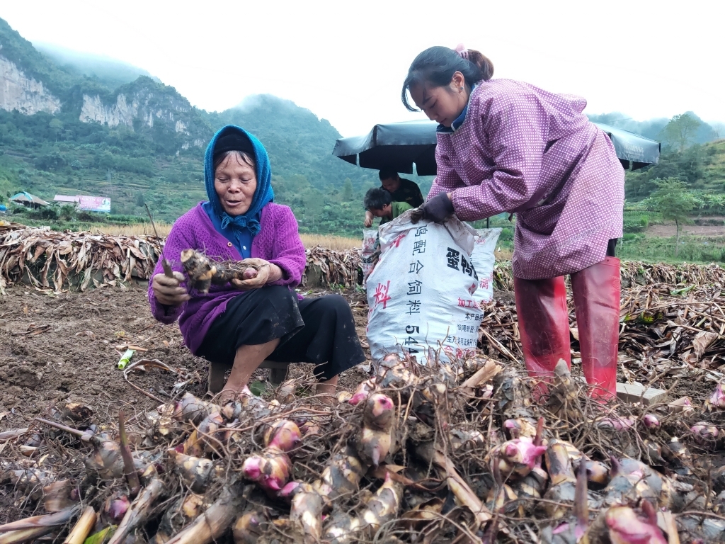 Người dân mở rộng diện tích trồng cây dong riềng để đáp ứng nhu cầu sản xuất miến dong.