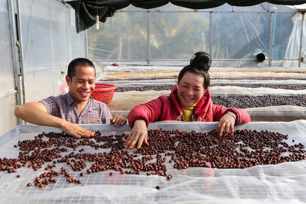 Chị Cầm Thị Mòn, Giám đốc HTX cà phê Arabica cho biết: Quả cà phê chín sẽ được thu hoạch sau đó cho lên men ủ phơi trên sàn trong nhà lưới giúp giữ trọn hương vị của cà phê Arabica Mai Sơn.