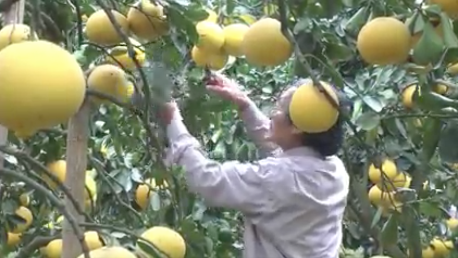 Sản xuất VietGAP mang lại chất lượng, uy tín của thương hiệu bưởi Yên Thủy .