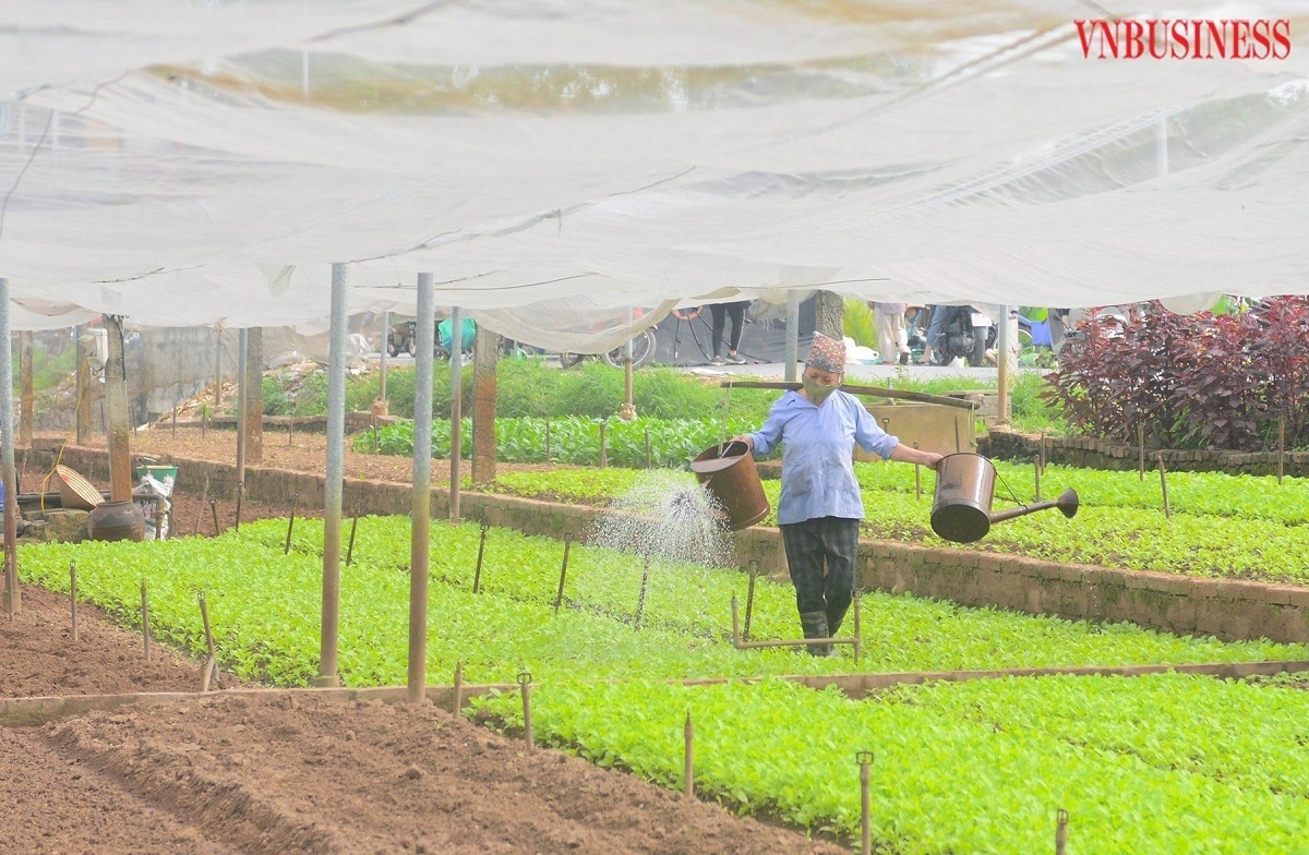 Nông dân xã Yên Viên đã từng bước thay đổi tập quán canh tác, tiếp thu được nhiều kỹ thuật sản xuất mới.