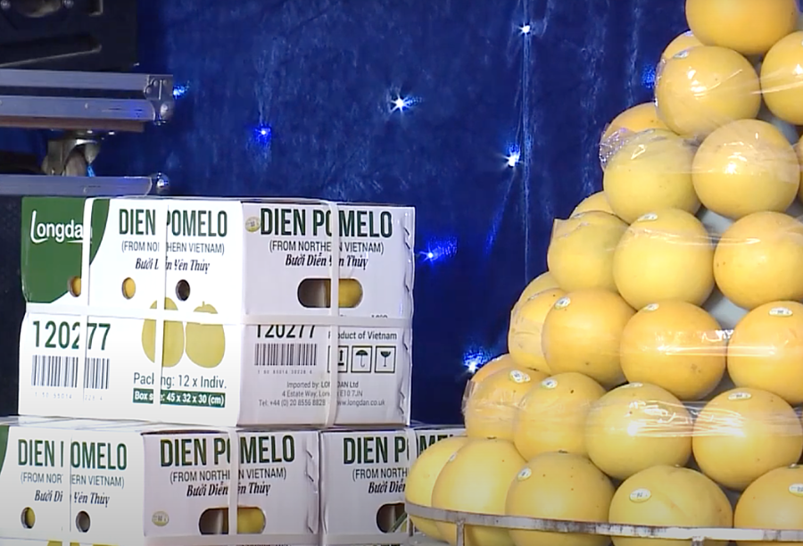 Bưởi Diễn Yên Thủy đạt tiêu chuẩn xuất khẩu vào thị trường Vương quốc Anh.