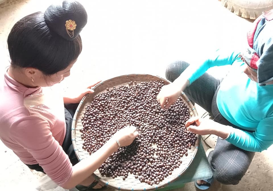 HTX cà phê Ara Tay không chỉ là cơ hội đổi đời từ quy trình sản xuất cà phê đặc sản bền vững, mà còn là tình yêu với cây cà phê và sự khẳng định vai trò của người phụ nữ Thái trong cộng đồng.