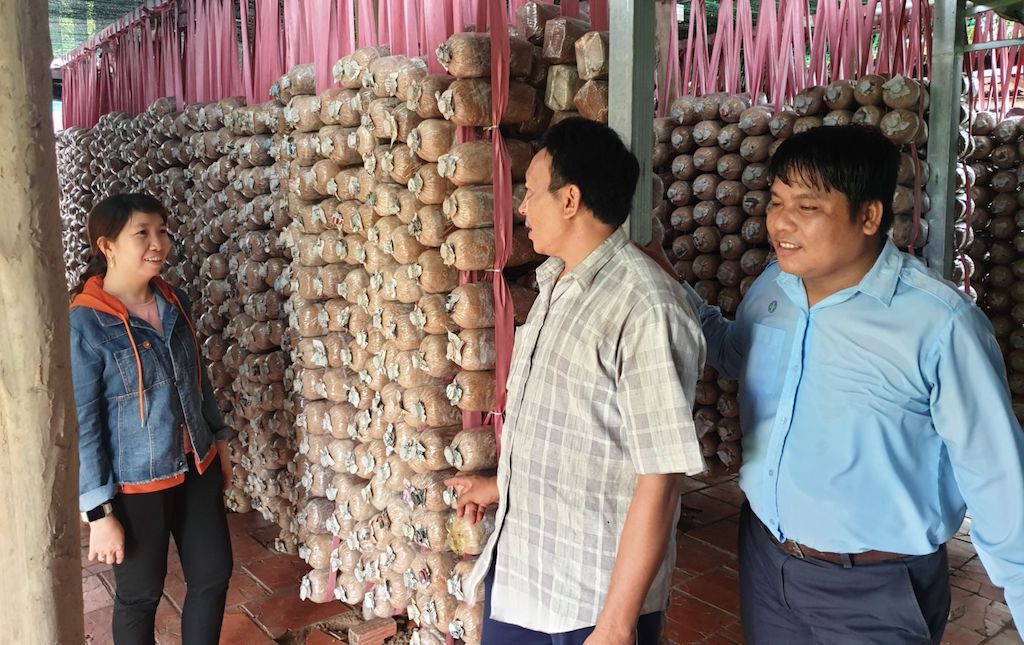 HTX Nấm Bảo Quang góp phần giữ gìn và phát triển làng nấm ở ấp Bàu Cối &lpar;xã Bảo Quang&rpar;.