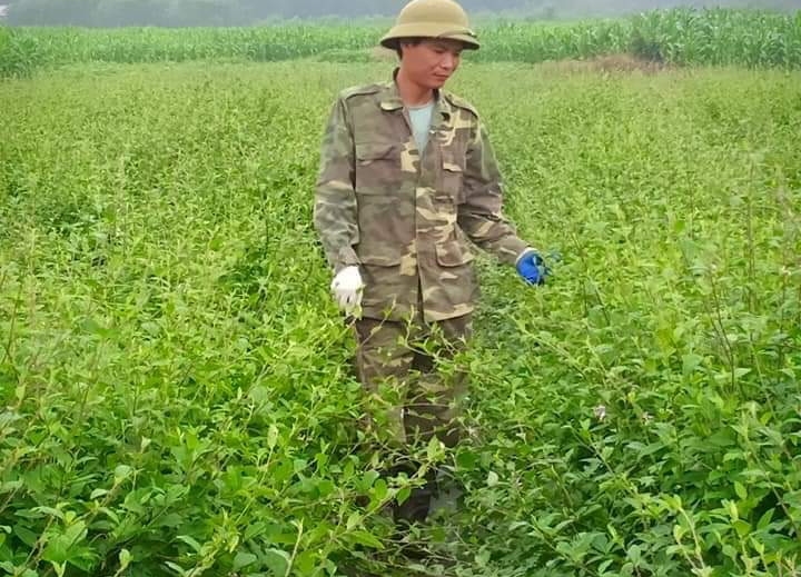 Nhiều doanh nghiệp, HTX đã tham gia liên kết sản xuất, bao tiêu sản phẩm cây dược liệu trên địa bàn tỉnh Thanh Hóa.