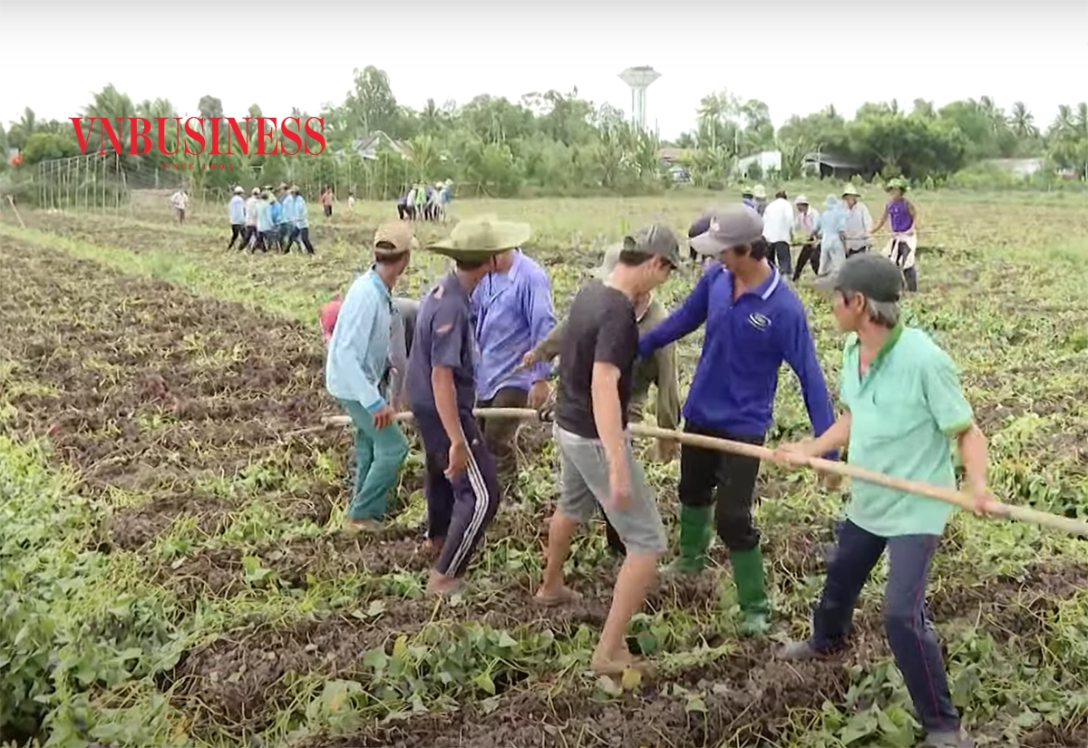 Diện tích khoai lang được quy hoạch ở Long An đang bị thu hẹp vì người dân chuyển sang trồng rau màu và cây ăn quả.