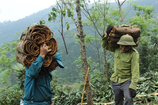 Tận dụng đất rừng để phát triển quế theo hướng hữu cơ thông qua mô hình kinh tế tập thể giúp người dân nâng cao thu nhập và kỹ năng sản xuất.