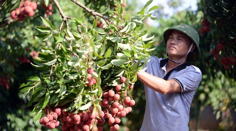 Mùa vải Bắc Giang sắp vào vụ thu hoạch rộ cũng tạo áp lực không nhỏ cho người dân, HTX.