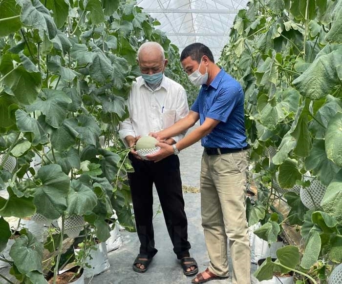 HTX đang sở hữu diện tích nhà màng lớn nhất tỉnh Hải Dương, chủ yếu trồng 2 loại dưa là dưa lưới ruột xanh và dưa lưới ruột vàng theo hướng sản xuất sạch.