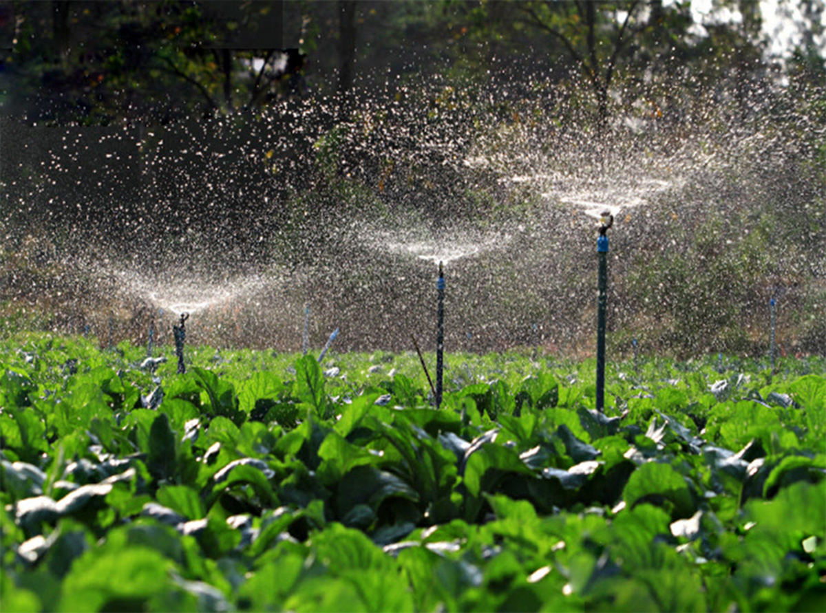 Xã Ngũ Lạc có thổ nhưỡng thích hợp cho việc canh tác 01 vụ lúa - 02 vụ màu.