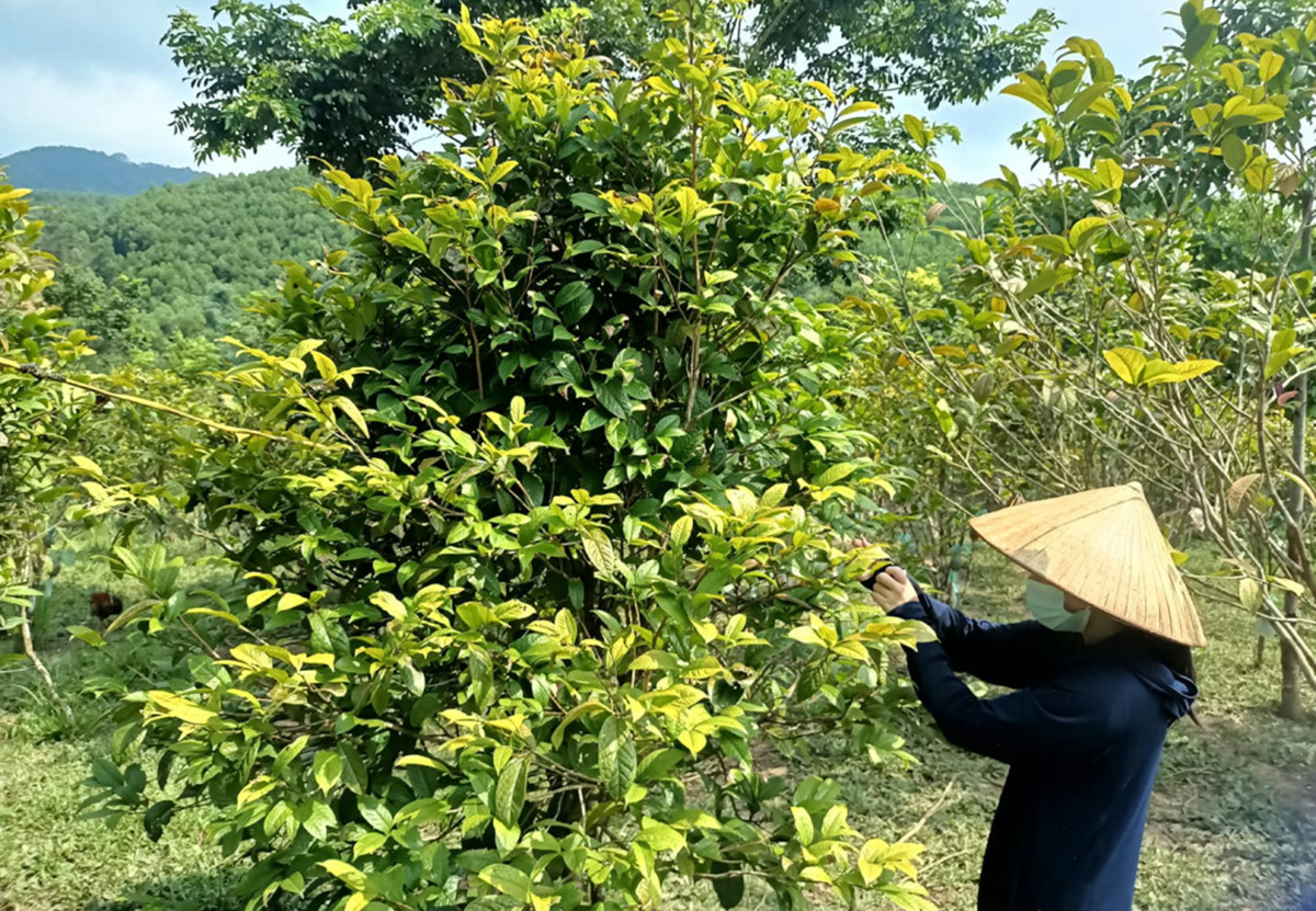 Nhiều nông dân Ba Chẽ đang thành công với cây trà hoa vàng.