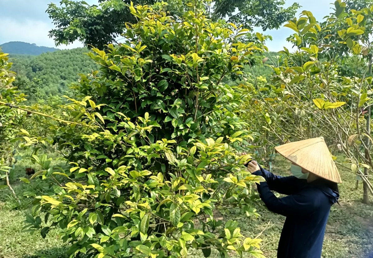 Nhiều nông dân Ba Chẽ đang thành công với cây trà hoa vàng.