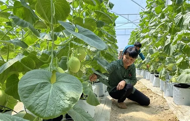 Một số HTX ở Thanh Hóa đã tiên phong ứng dụng khoa học - kỹ thuật sản xuất tiên tiến, hiện đại và trí tuệ nhân tạo vào sản xuất.