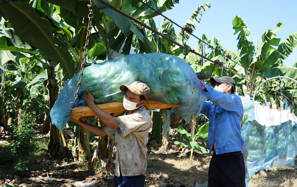 HTX Nông nghiệp Tam Lập mang lại thu nhập cao cho các thành viên.