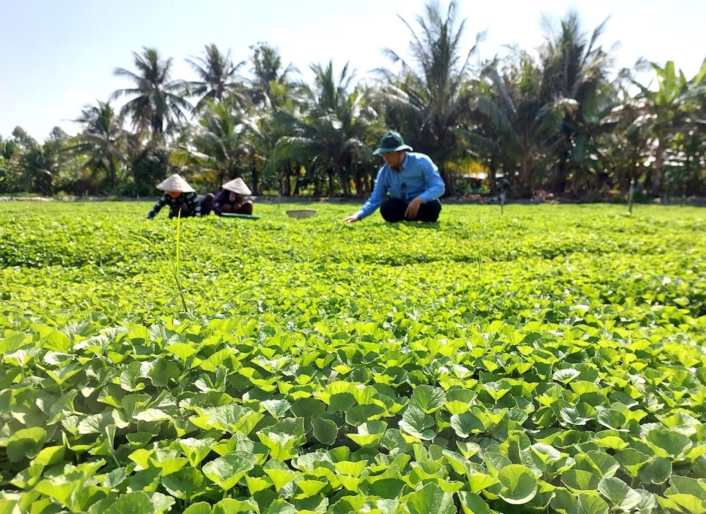 Phát triển kinh tế hợp tác giúp đời sống nông dân xã Thạnh Lộc ngày càng khấm khá.