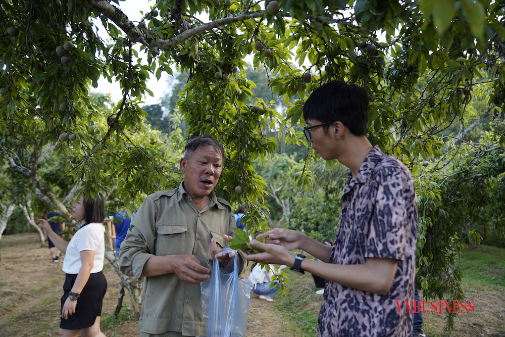Vườn mận của gia đình ông Lý Văn Nam liên tục đón các đoàn khách du lịch trải nghiệm.