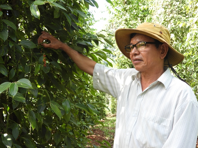 Dự báo nguồn cung hồ tiêu tiếp tục giảm do người dân chuyển đổi cây trồng và ảnh hưởng từ biến đổi khí hậu.