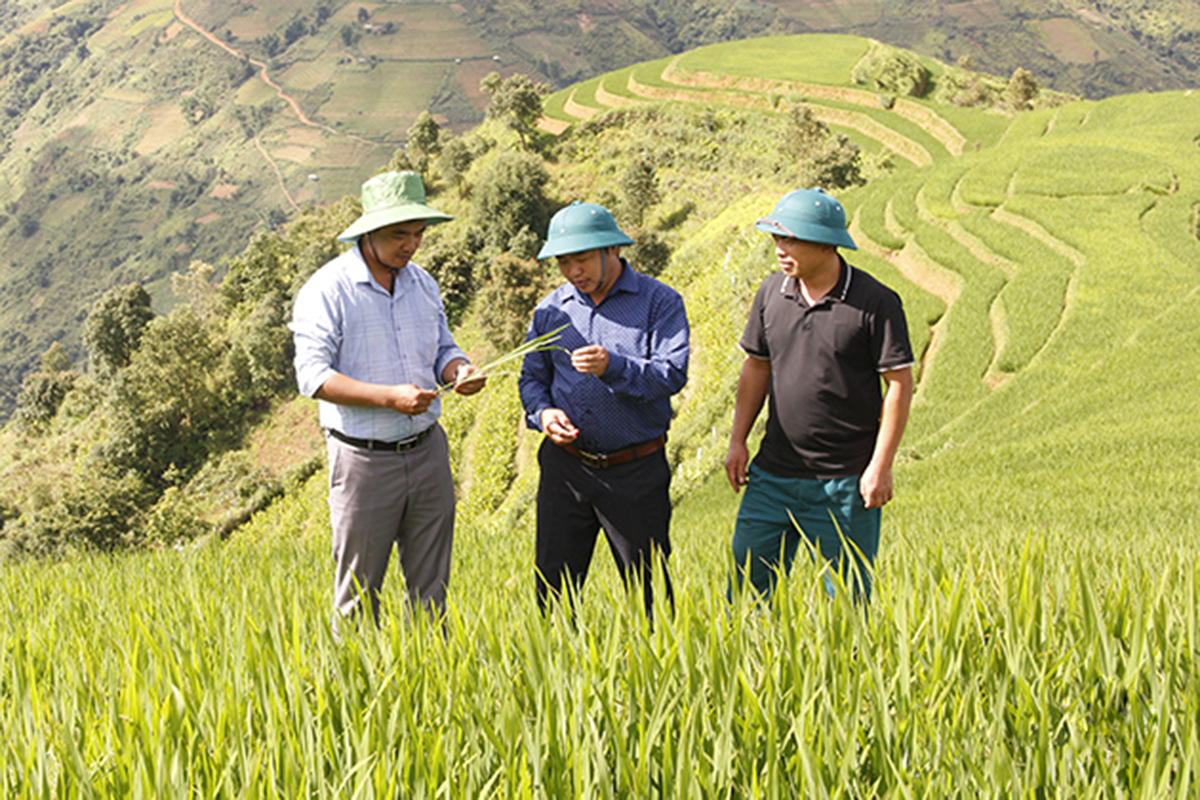 Hiệu quả chuyển đổi cơ cấu nông nghiệp là điểm tựa để Bắc Yên xây dựng nông thôn mới &lpar;Ảnh: BSL&rpar;.