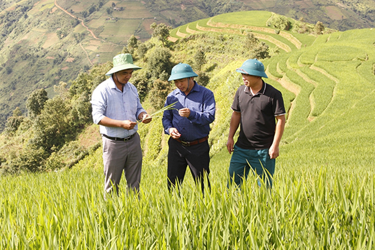 Hiệu quả chuyển đổi cơ cấu nông nghiệp là điểm tựa để Bắc Yên xây dựng nông thôn mới &lpar;Ảnh: BSL&rpar;.