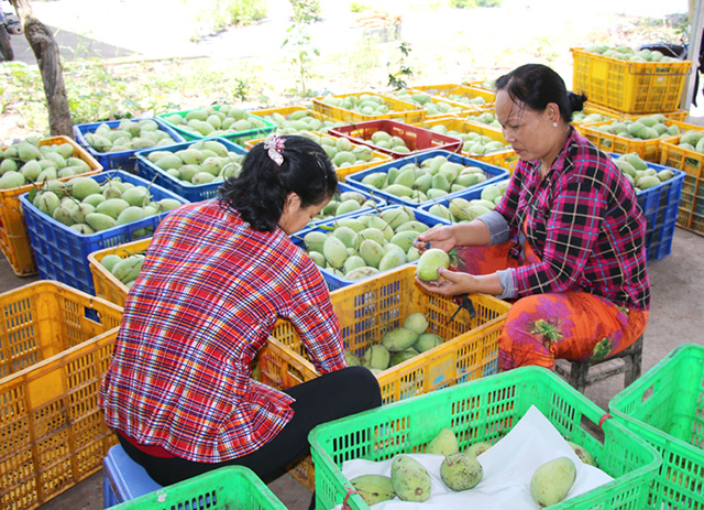 Nhiều nông dân, HTX đang gặp khó trong việc đưa nông sản tiếp cận thị trường.