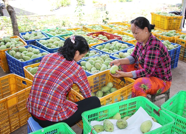 Nhiều nông dân, HTX đang gặp khó trong việc đưa nông sản tiếp cận thị trường.