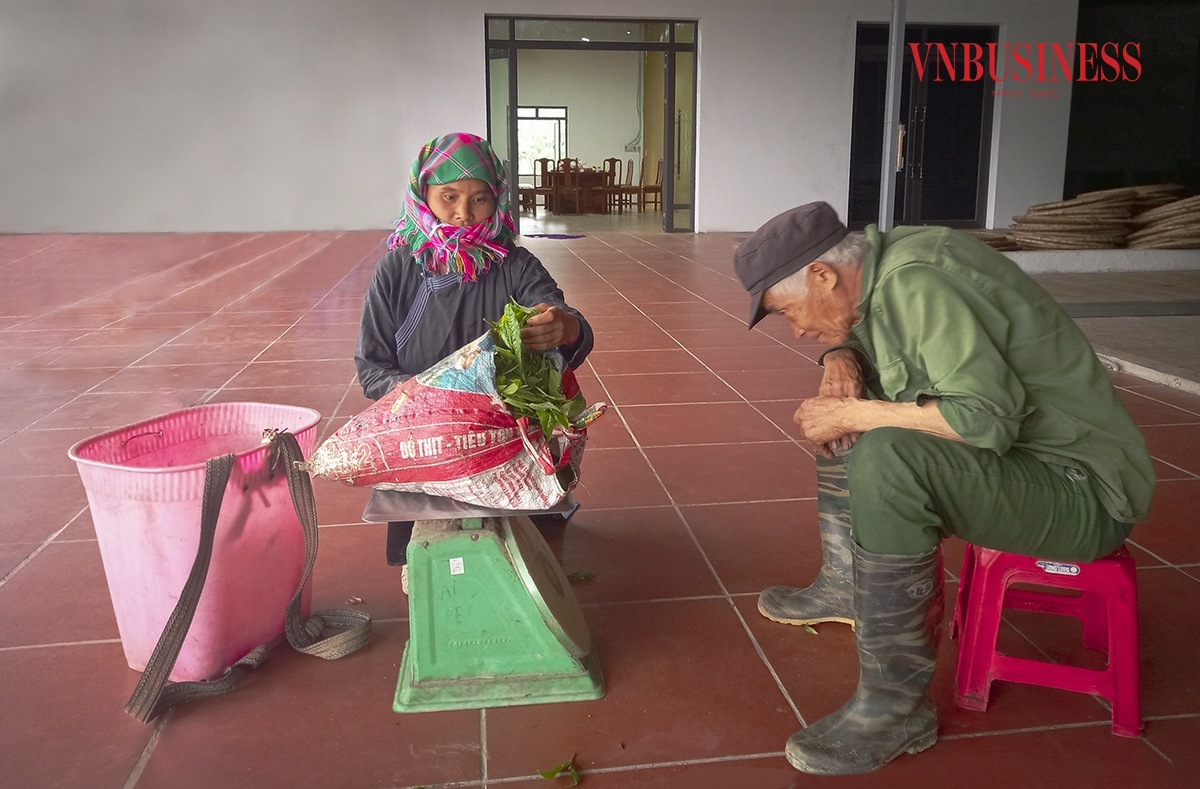 HTX nông nghiệp hữu cơ Bắc Hà trực tiếp thu mua sản phẩm chè búp tươi tại xưởng cho hội viên trồng chè.