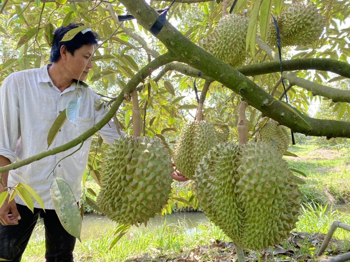 Sầu riêng đang bước vào chính vụ thu hoạch, song lại lo lắng ùn ứ ở cửa khẩu khi xuất sang thị trường Trung Quốc.