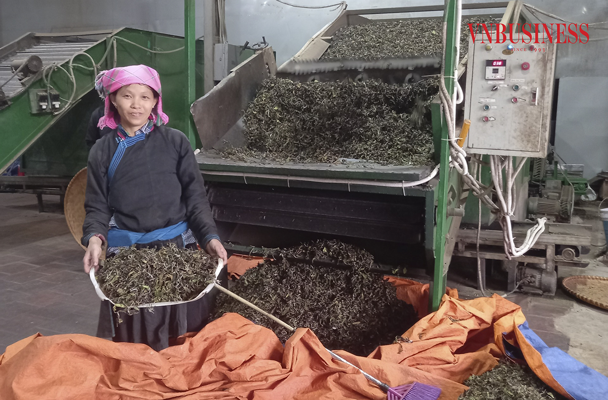 HTX nông nghiệp hữu cơ Bắc Hà tạo việc làm, nâng cao thu nhập cho nhiều thành viên và người dân địa phương.