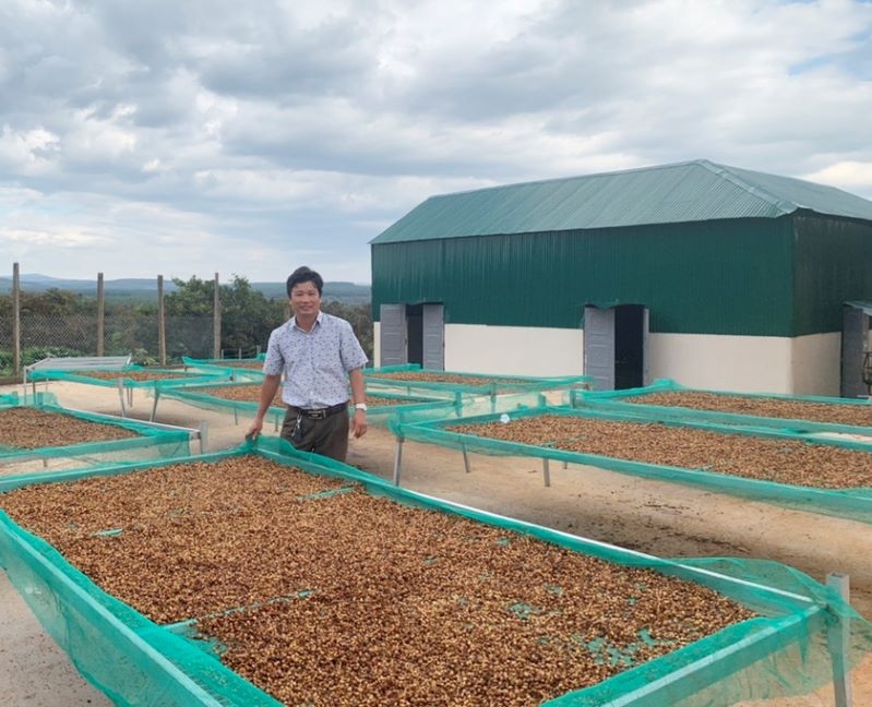 Để phát triển cà phê vùng biên giới cần liên kết các vùng trồng, liên kết giữa HTX với người dân và doanh nghiệp &lpar;Ảnh: BGL&rpar;