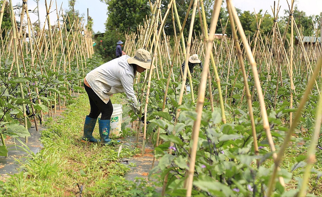 Liên kết sản xuất với các HTX đang mở ra hướng đi bền vững cho kinh tế cho nhiều người dân ở Đắk Nông.