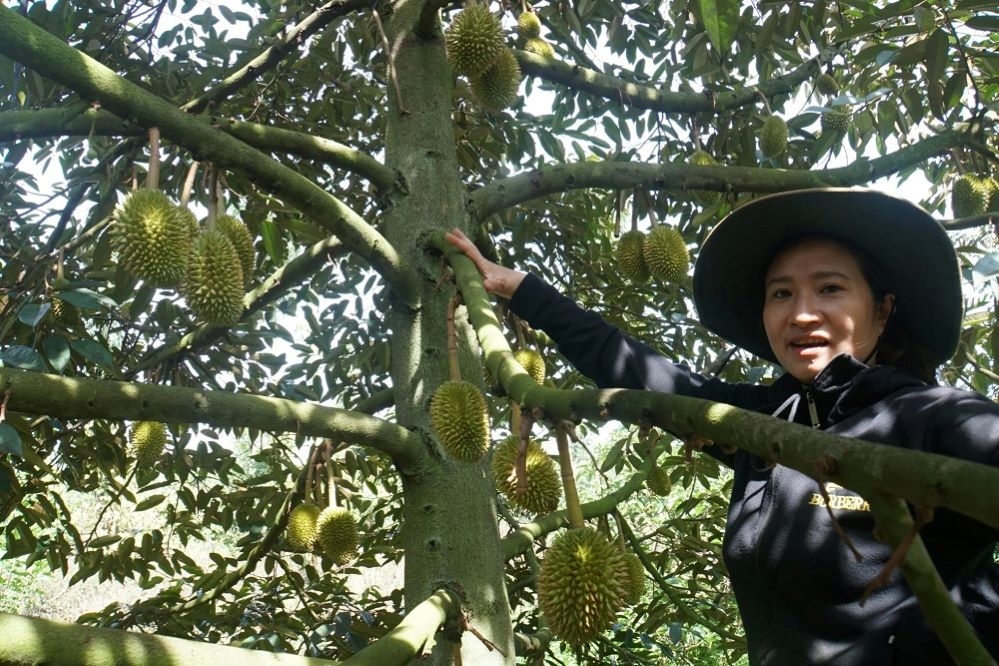 Sản xuất bền vững giúp gia tăng giá trị của nông sản.