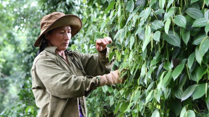 Hàng nghìn hộ dân đồng bào dân tộc thiểu số ở huyện biên giới Đức Cơ đã có cơ hội “đổi đời” nhờ chính sách hỗ trợ của Nhà nước và địa phương.