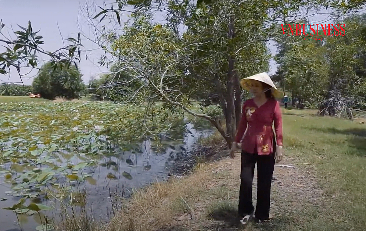 Bà Nguyễn Thị Bích Lệ, Giám đốc HTX Dịch vụ nông nghiệp Trường Phát đang khảo sát đầm sen.