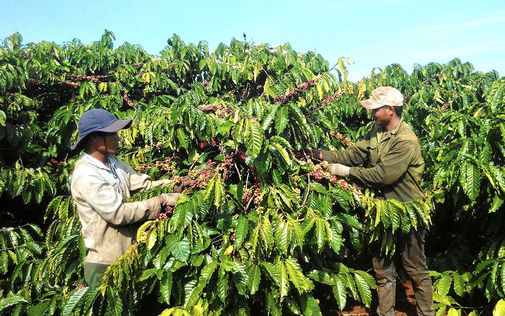 HTX Nông nghiệp và Dịch vụ Lam Anh đang nhân rộng phương thức sản xuất cà phê sạch theo xu hướng bền vững ở huyện Đak Đoa.