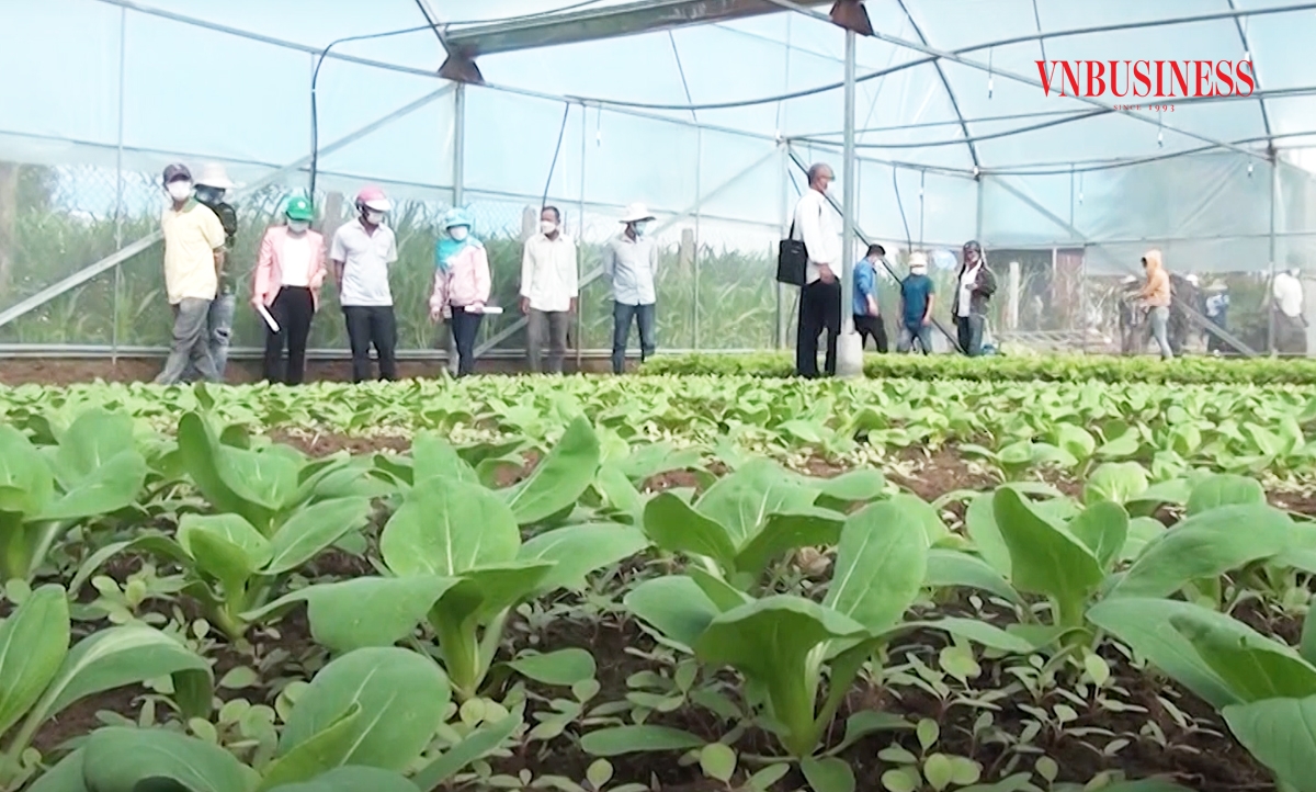 Các HTX đang có vai trò quan trọng trong quá trình chuyển đổi cơ cấu cây trồng ở Đak Pơ.