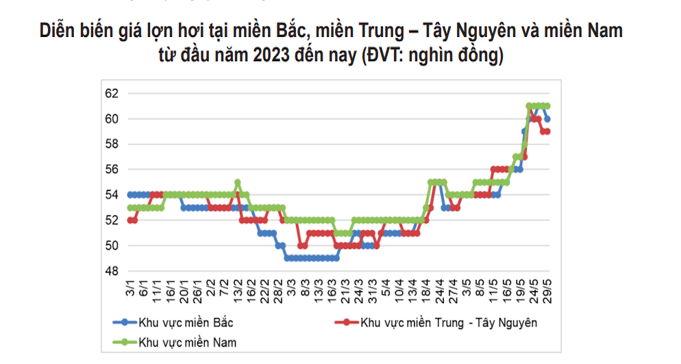 Giá heo hơi đang ở mức cao nhất trong 1 năm qua.