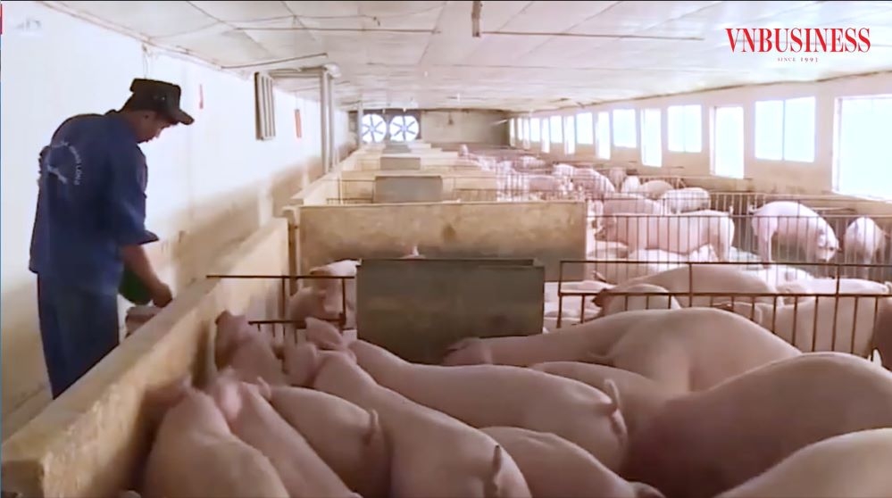 Trang trại chăn nuôi của HTX Hoàng Long được các chuyên gia Canada đánh giá là trại kiểu mẫu với thiết kế tối ưu và đồng bộ từ khu vực chăn nuôi đến khu vực xử lý chất thải.