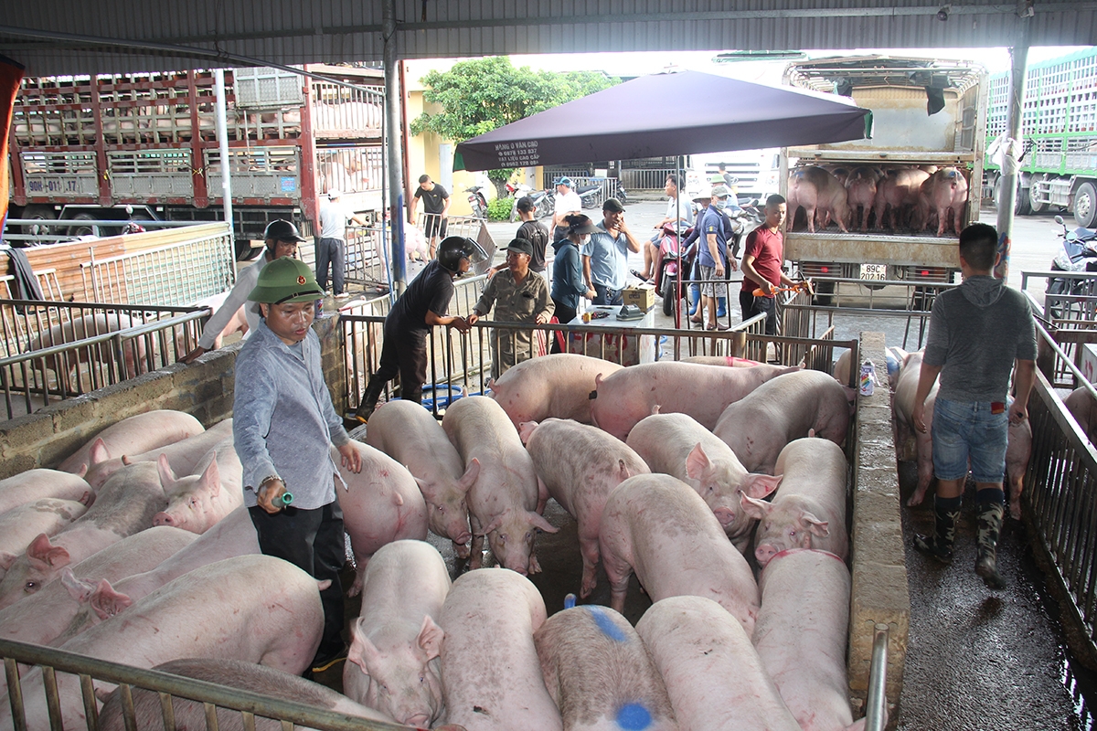 Người chăn nuôi nhỏ lẻ đang gặp khó khăn trong việc di chuyển trang trại ra ngoài khu dân cư.