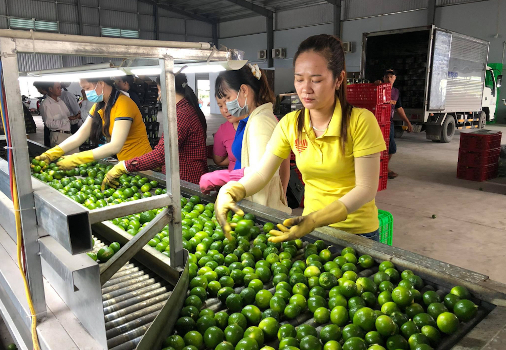 Có đến 90% sản lượng chanh của huyện Bến Lức phục vụ cho xuất khẩu.