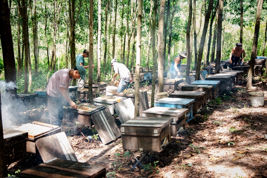 Tổ hợp tác nuôi ong mật ở Nghĩa Hưng mang lại thu nhập cao cho các thành viên.