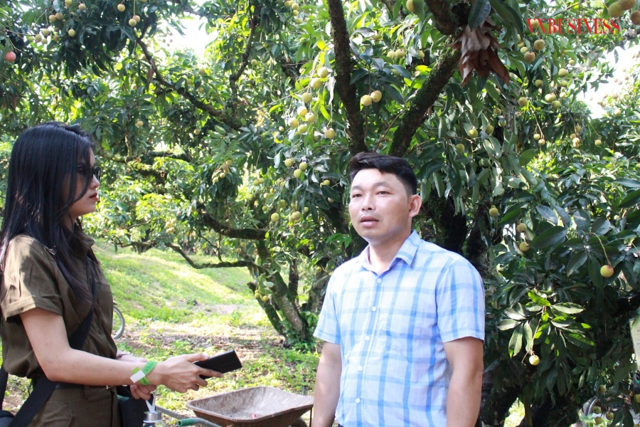 Anh Nông Văn Bảy, đại diện HTX Nông nghiệp và Du lịch sinh thái Giáp Sơn cho biết, việc liên kết với doanh nghiệp giúp đầu ra của trái vải ngày một lớn, HTX và các thành viên yên tâm sản xuất.