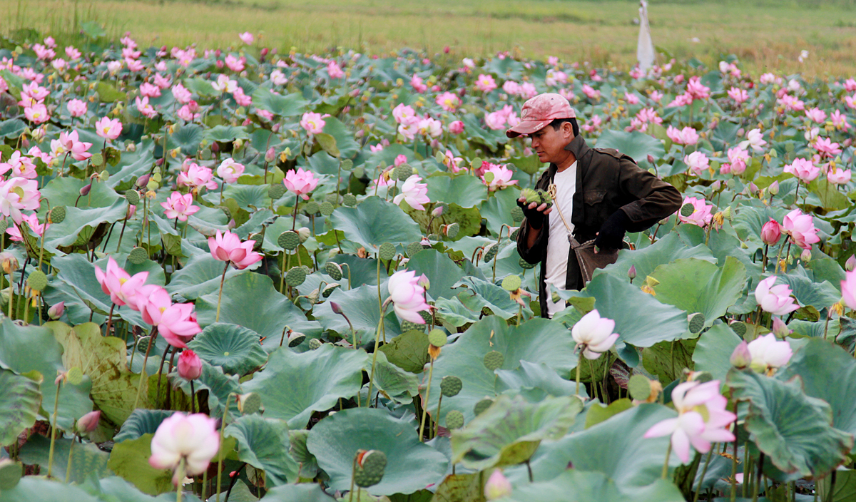 Trồng sen theo chuỗi giá trị giúp thay đổi tư duy sản xuất của người dân.