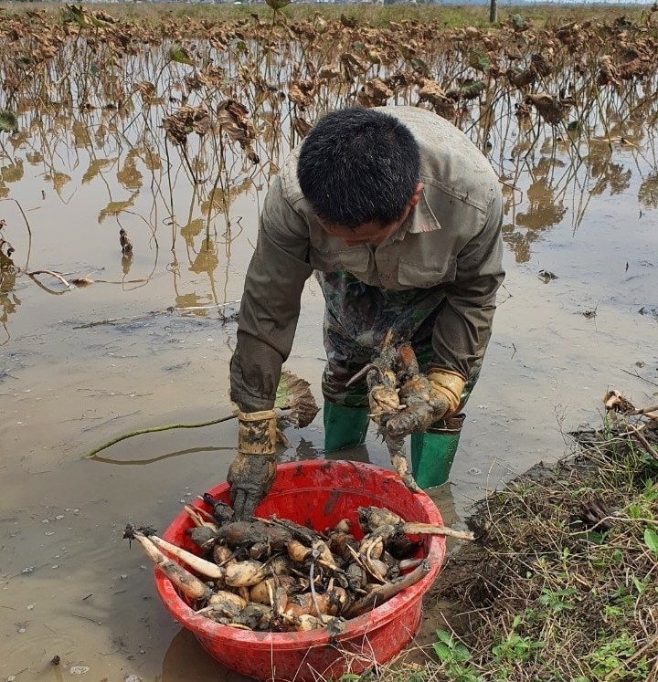 Thu hoạch củ sen giúp thành viên HTX nâng cao giá trị kinh tế.