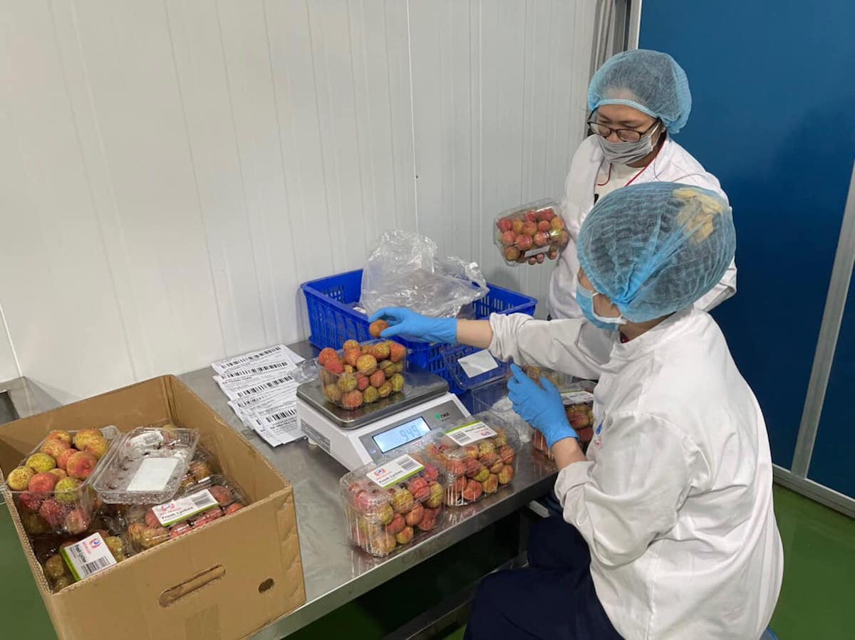 Thị trường xuất khẩu rộng mở nhưng yêu cầu hàng đầu với quả vải thiều Việt Nam là chất lượng.