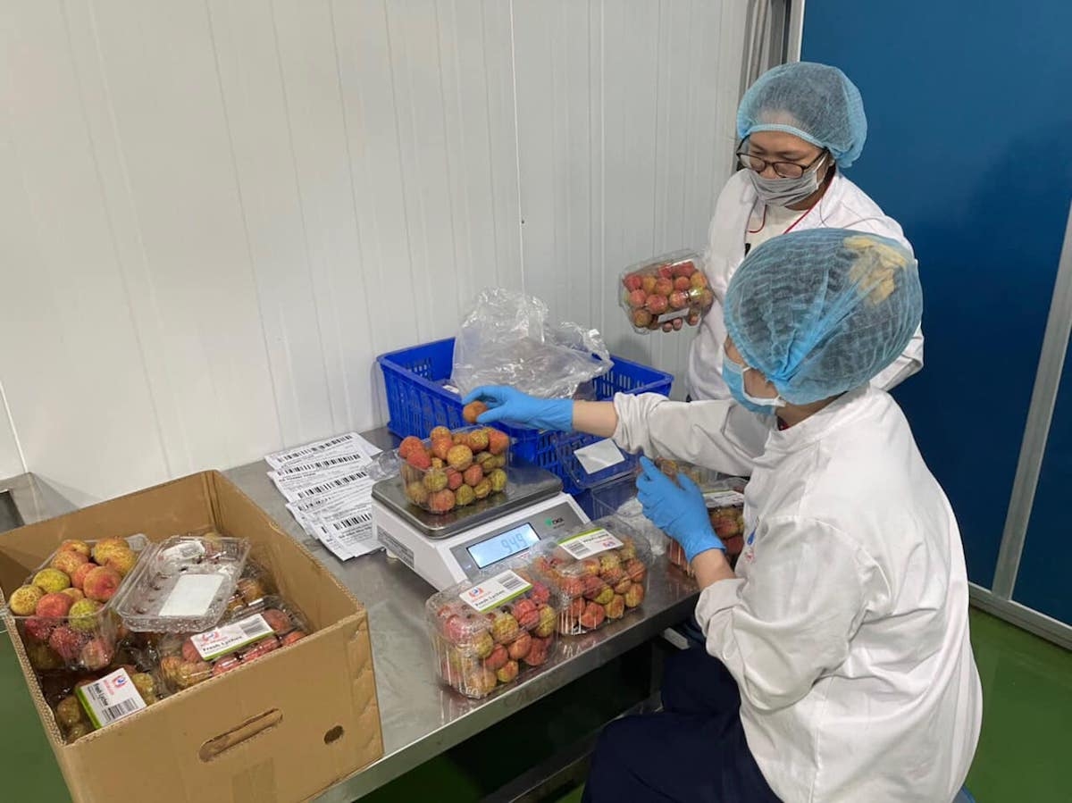 Thị trường xuất khẩu rộng mở nhưng yêu cầu hàng đầu với quả vải thiều Việt Nam là chất lượng.