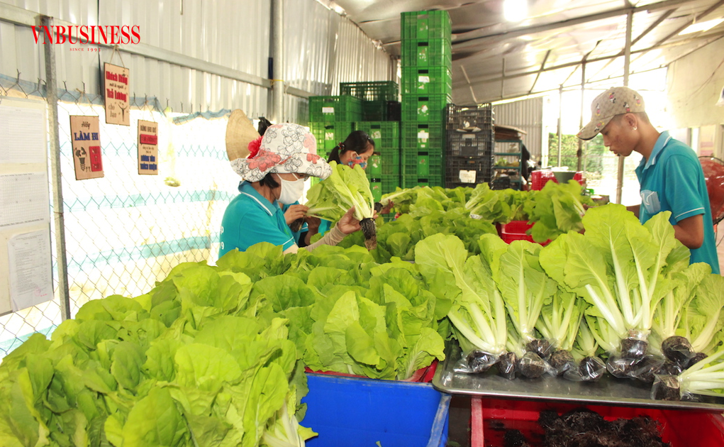 Nông dân trồng rau ở Củ Chi có thu nhập cao nhờ liên kết sản xuất, đầu ra luôn ổn định.