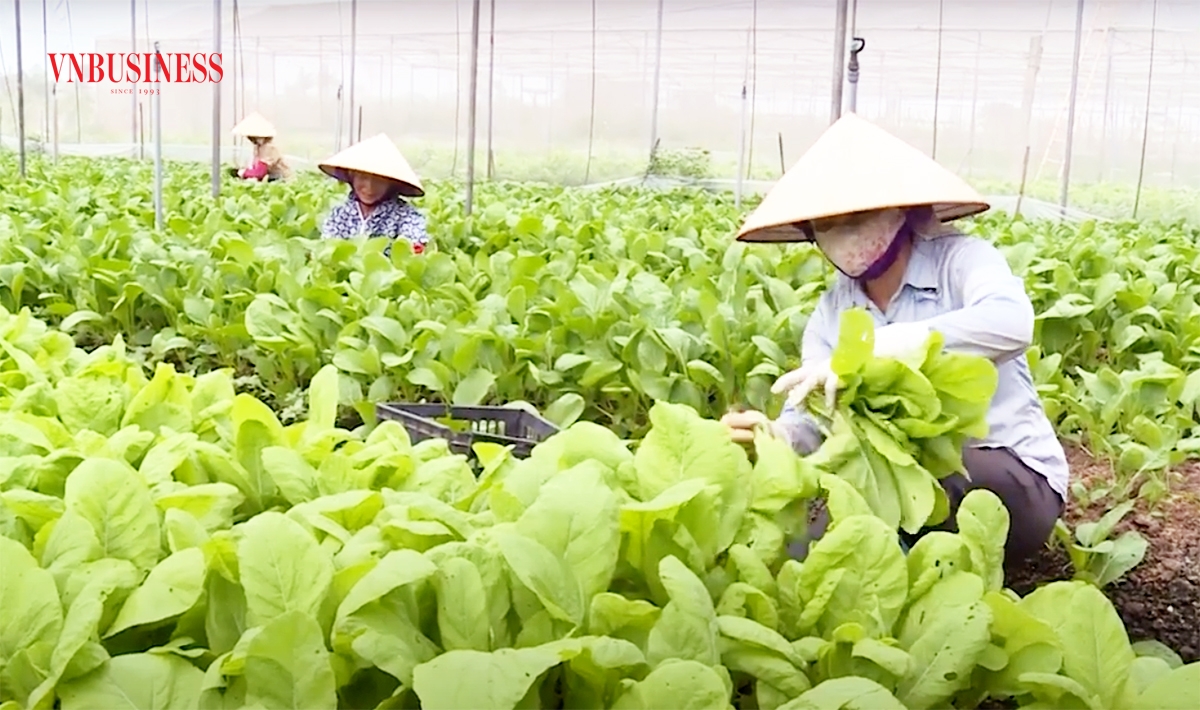 Trồng rau sạch trong nhà màng, tưới tự động giúp nông dân giảm công lao động, tăng giá trị sản xuất.