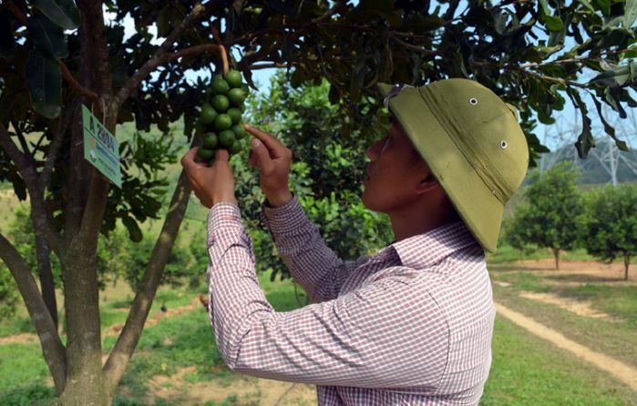 Cây tỷ đô mắc ca mở ra cơ hội thoát nghèo, làm giàu cho thành viên các HTX ở tỉnh Điện Biên, trong đó có đồng bào dân tộc thiểu số.