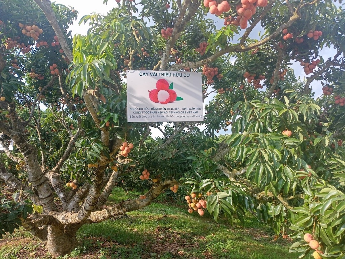 Vải thiều của Tổ hợp tác có vỏ đẹp, cùi trong, không chảy nước, vị thanh mát, chín đỏ nên được nhiều người đặt mua &lpar;Ảnh: NVCC&rpar;.